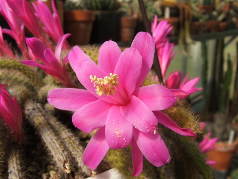 Aporocactus flagelliformis 