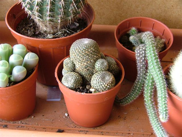 Rebutia heliosa 