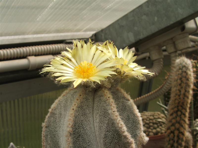 Astrophytum myriostigma v. columnare SB 340