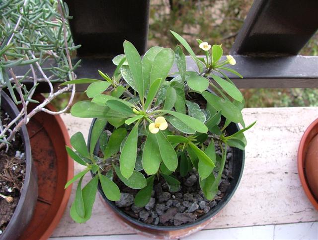 Euphorbia milii 