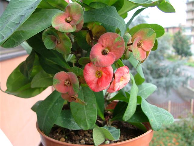 Euphorbia milii 