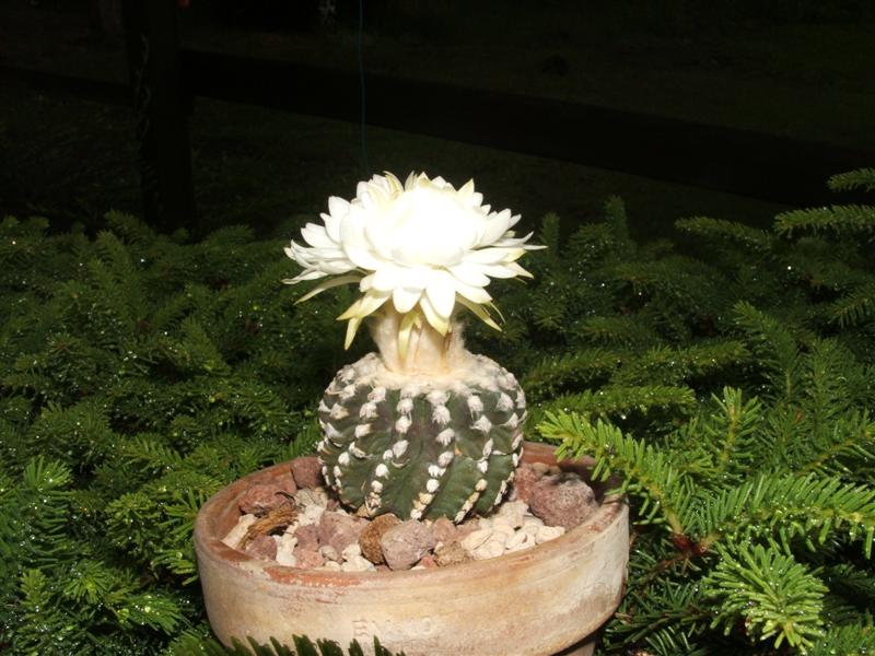 Discocactus horstii 