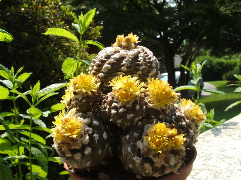 Copiapoa hypogaea v. barquitensis 