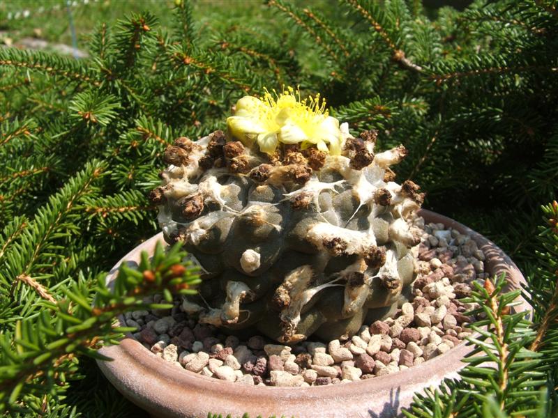 Copiapoa hypogaea v. barquitensis 