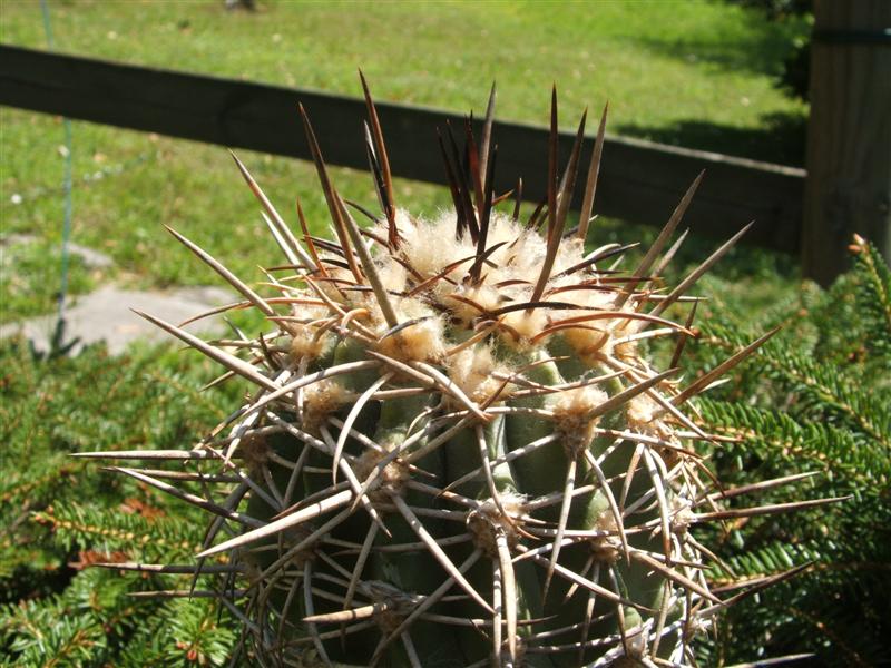 Copiapoa vallenarensis 