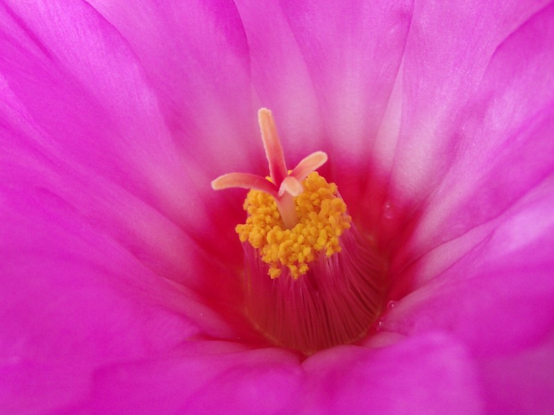 Thelocactus bicolor v. tricolor 