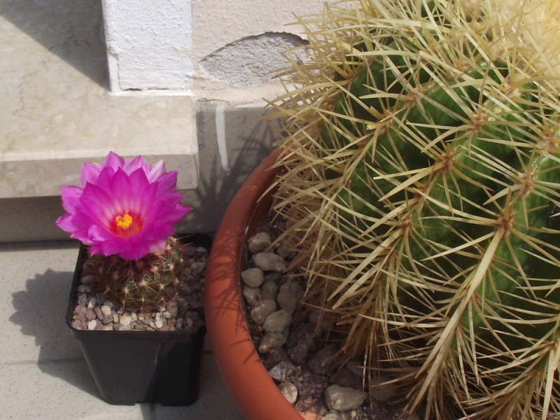 Thelocactus bicolor v. tricolor 