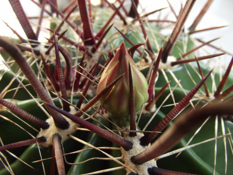 Ferocactus wislizeni ssp. herrerae 