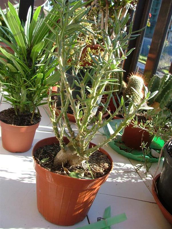 Pachypodium bispinosum 