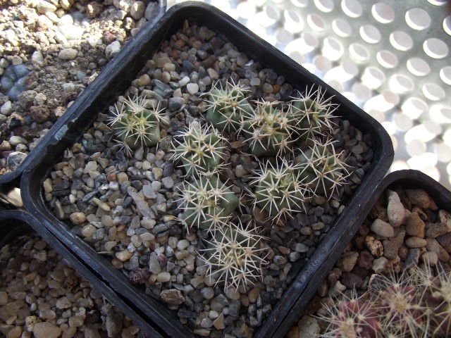 coryphantha kracikii