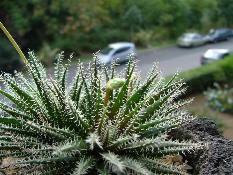 Aloe haworthioides 