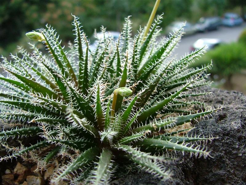 Aloe haworthioides 