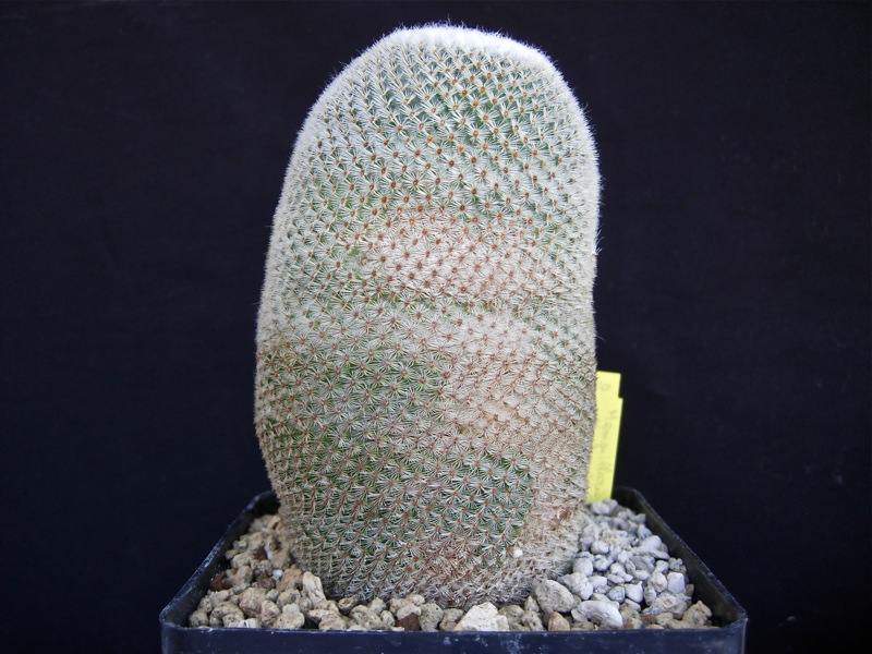 Mammillaria albilanata 