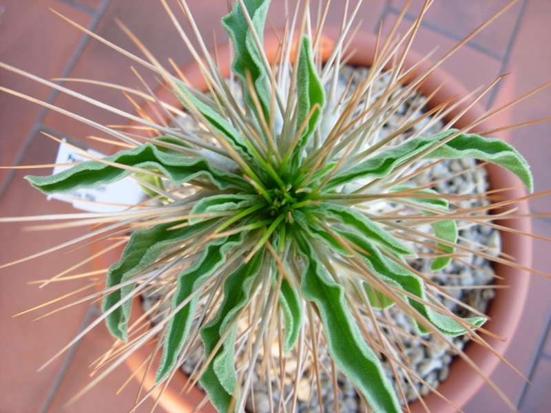 Pachypodium namaquanum 