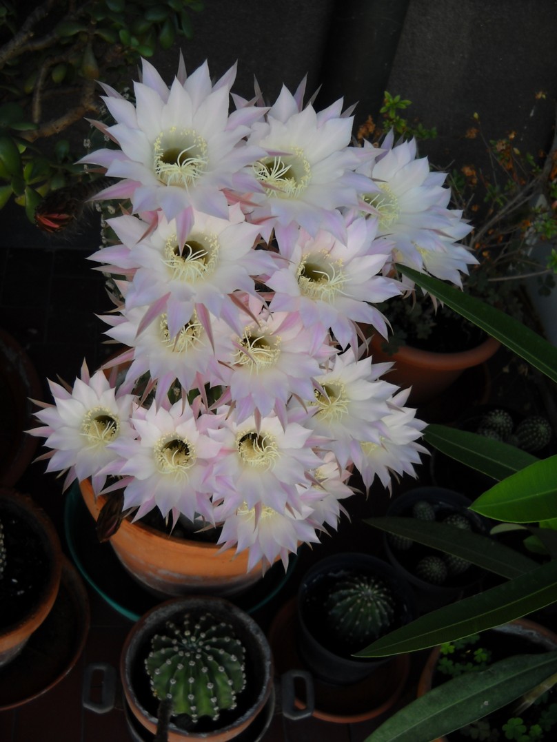 Echinopsis eyriesii 