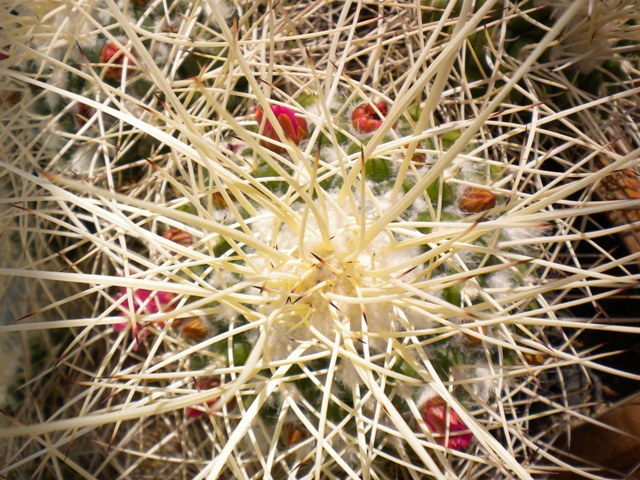 Mammillaria compressa 