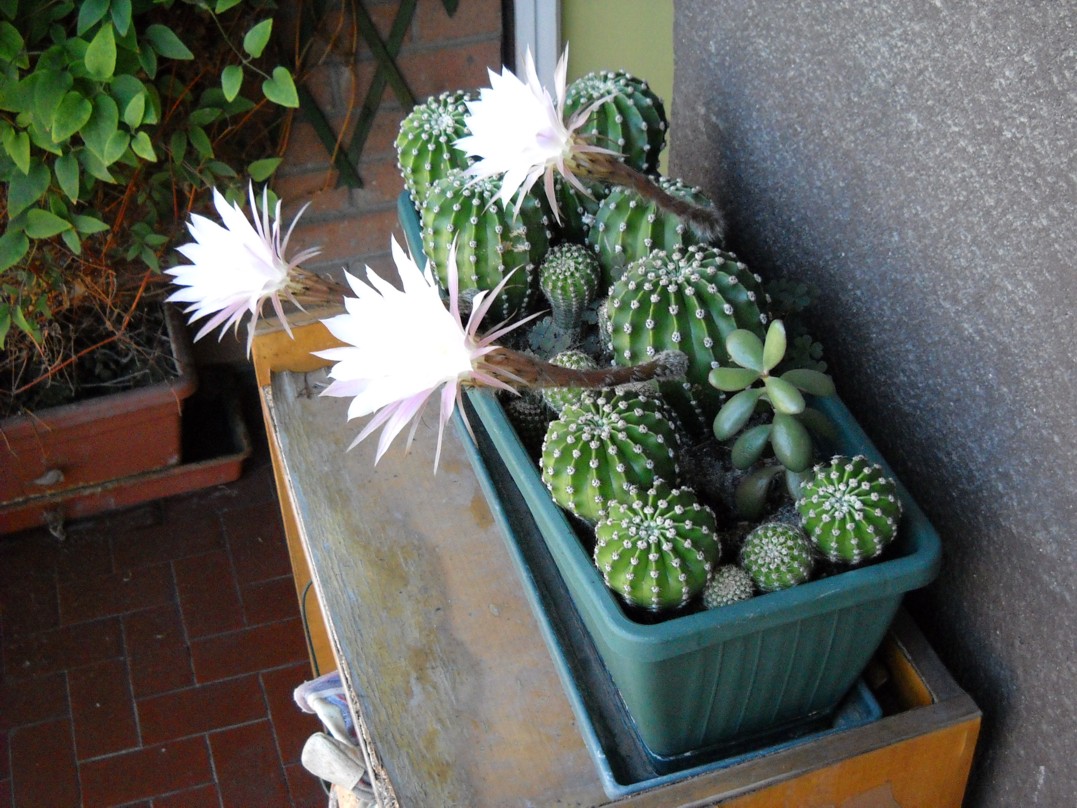 Echinopsis eyriesii 