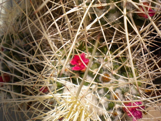 Mammillaria compressa 