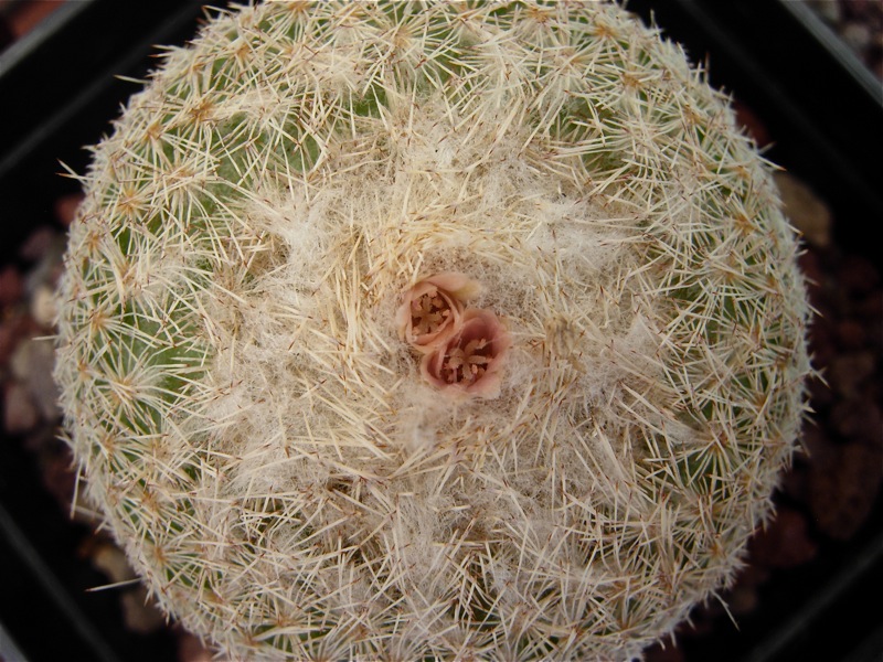 Epithelantha micromeris cv. chihuahuensis 