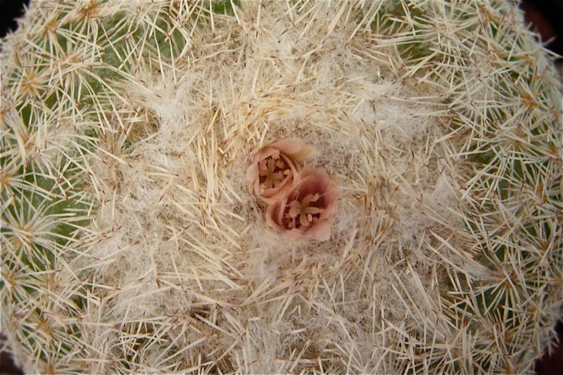 Epithelantha micromeris cv. chihuahuensis 