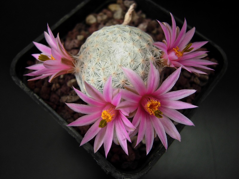 Mammillaria herrerae 