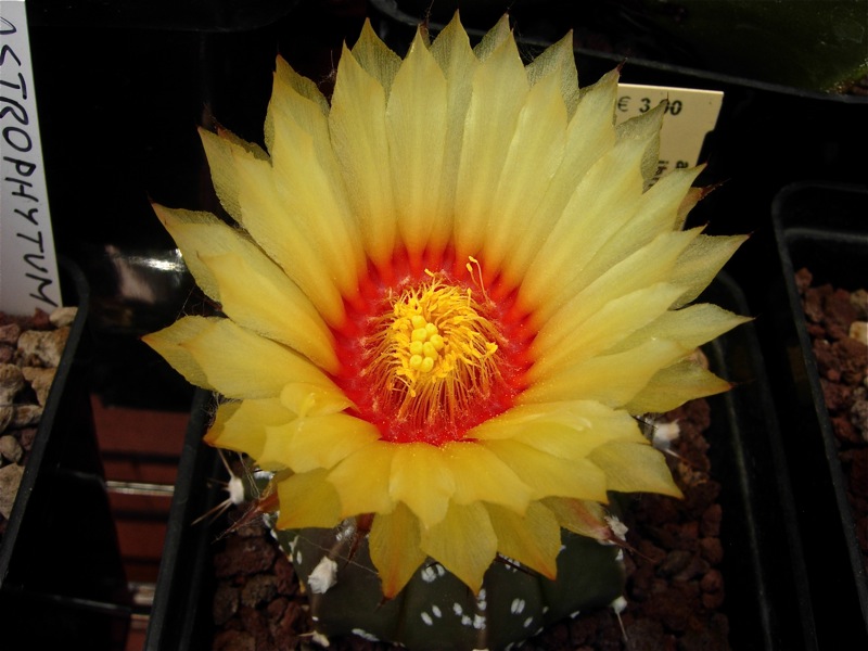 Astrophytum capricorne v. aureum x asterias cv. super kabuto 