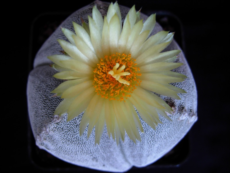 Astrophytum myriostigma f. tricostatum 