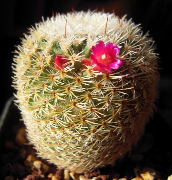 Mammillaria albidula 