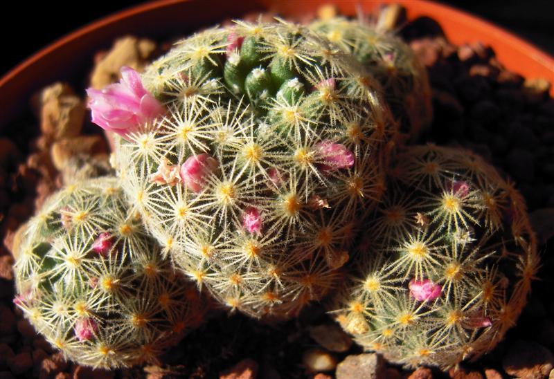 Mammillaria schiedeana ssp. giselae 