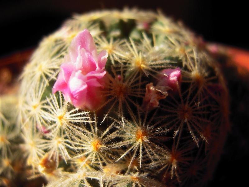 Mammillaria schiedeana ssp. giselae 