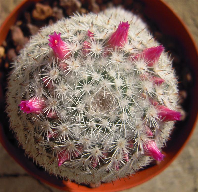 Mammillaria monticola 