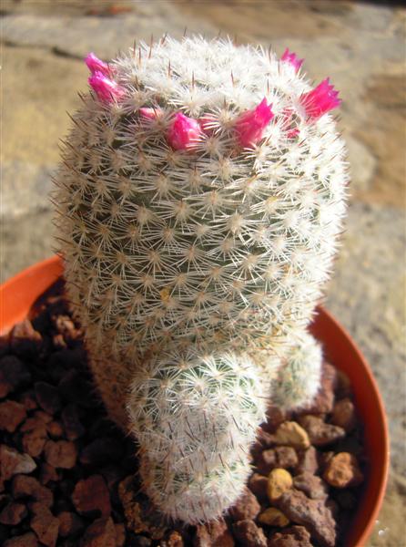 Mammillaria monticola 