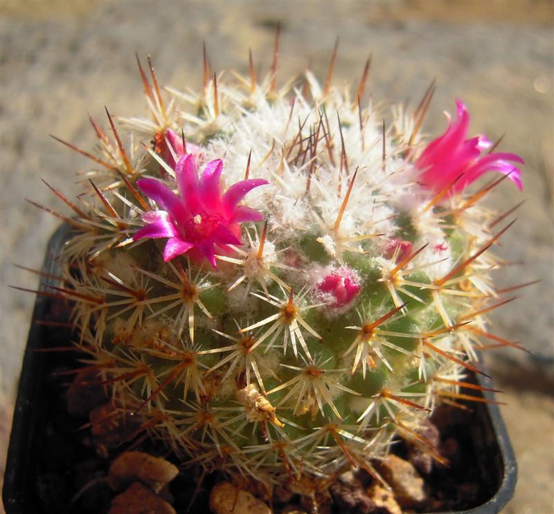 Mammillaria lanigera 