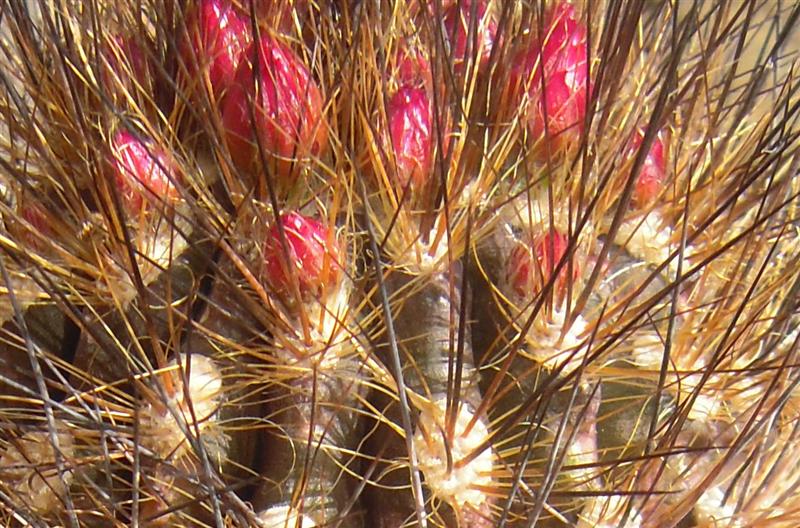 Neoporteria villosa 