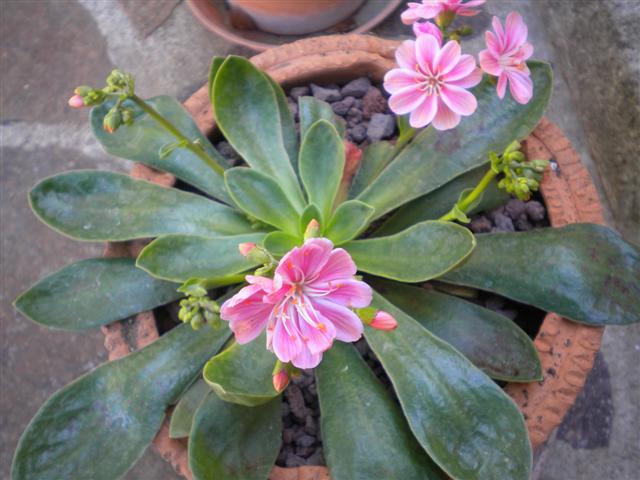 Lewisia cotyledon 