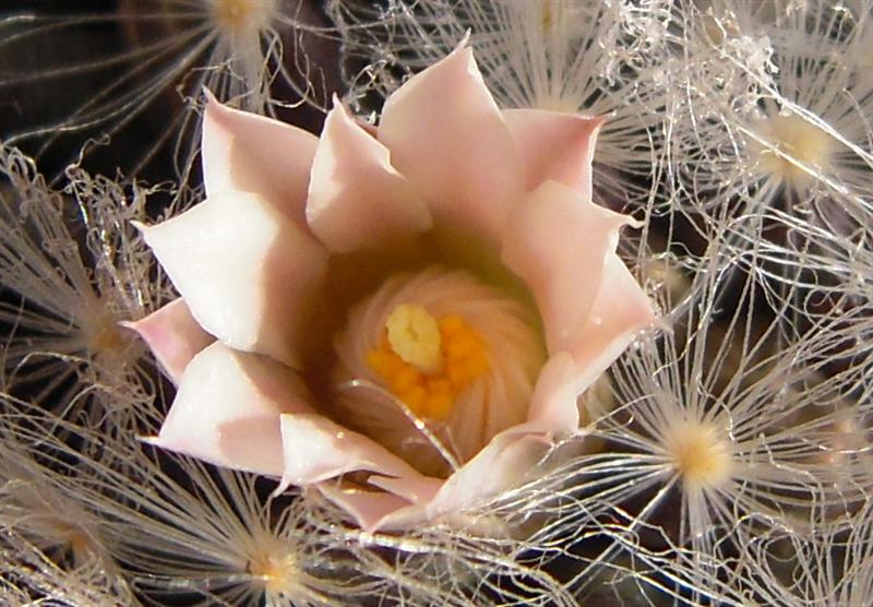 Mammillaria aureilanata v. alba 