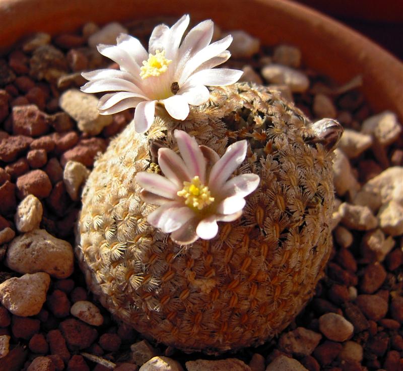 Mammillaria sanchez-mejoradae 