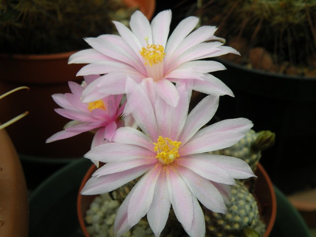 Mammillaria saboae ssp. goldii 