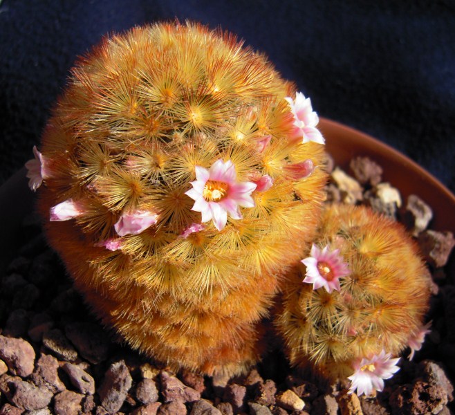 Mammillaria carmenae cv. rubra 