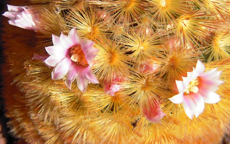 Mammillaria carmenae cv. rubra 