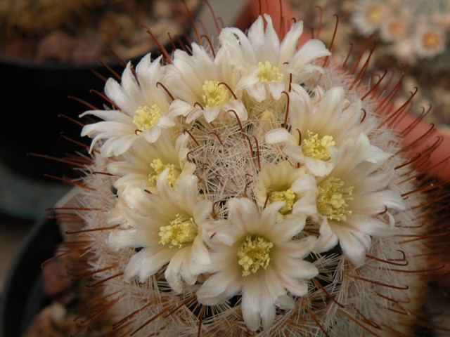 Mammillaria viescensis 