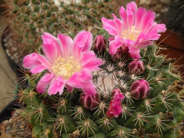 Mammillaria melanocentra ssp. rubrograndis 