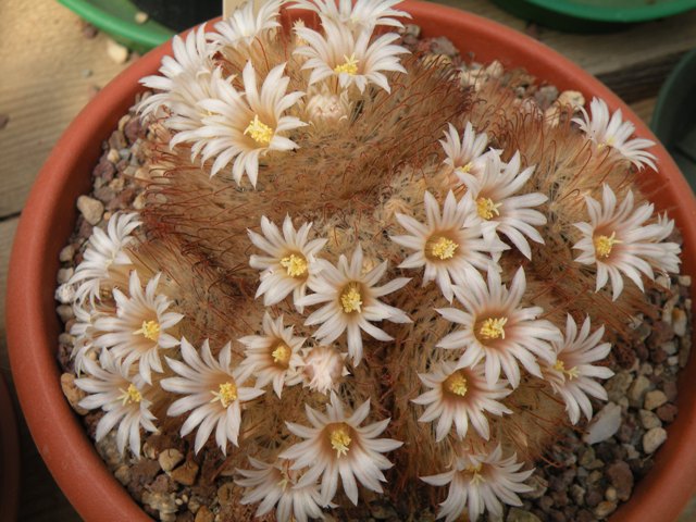 Mammillaria pennispinosa 