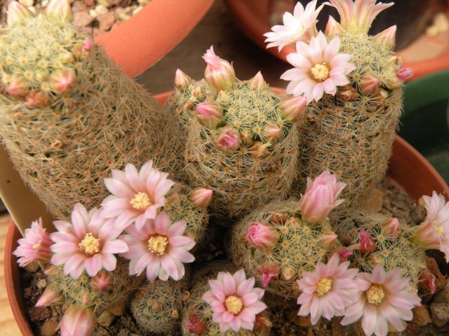 Mammillaria schiedeana ssp. giselae 