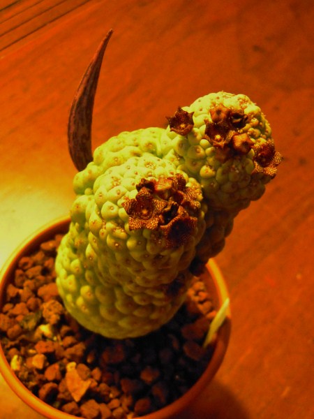 Trichocaulon cactiforme 