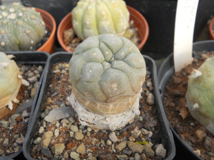 Lophophora williamsii 