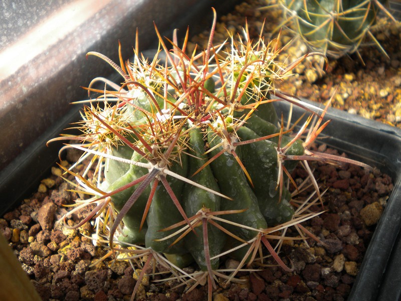 Ferocactus fordii ssp. borealis 