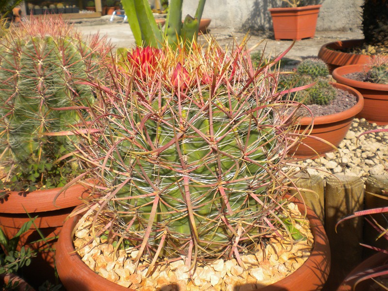 Ferocactus cylindraceus ssp. tortulispinus 