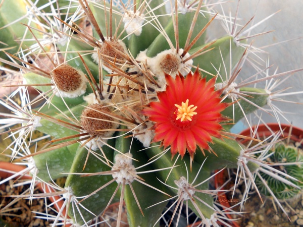 Ferocactus flavovirens 