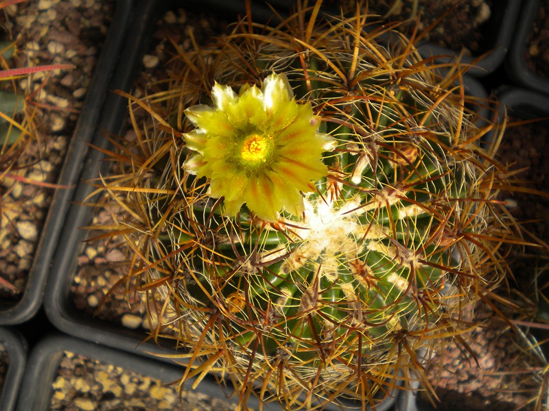 Ferocactus viridescens ssp. littoralis 